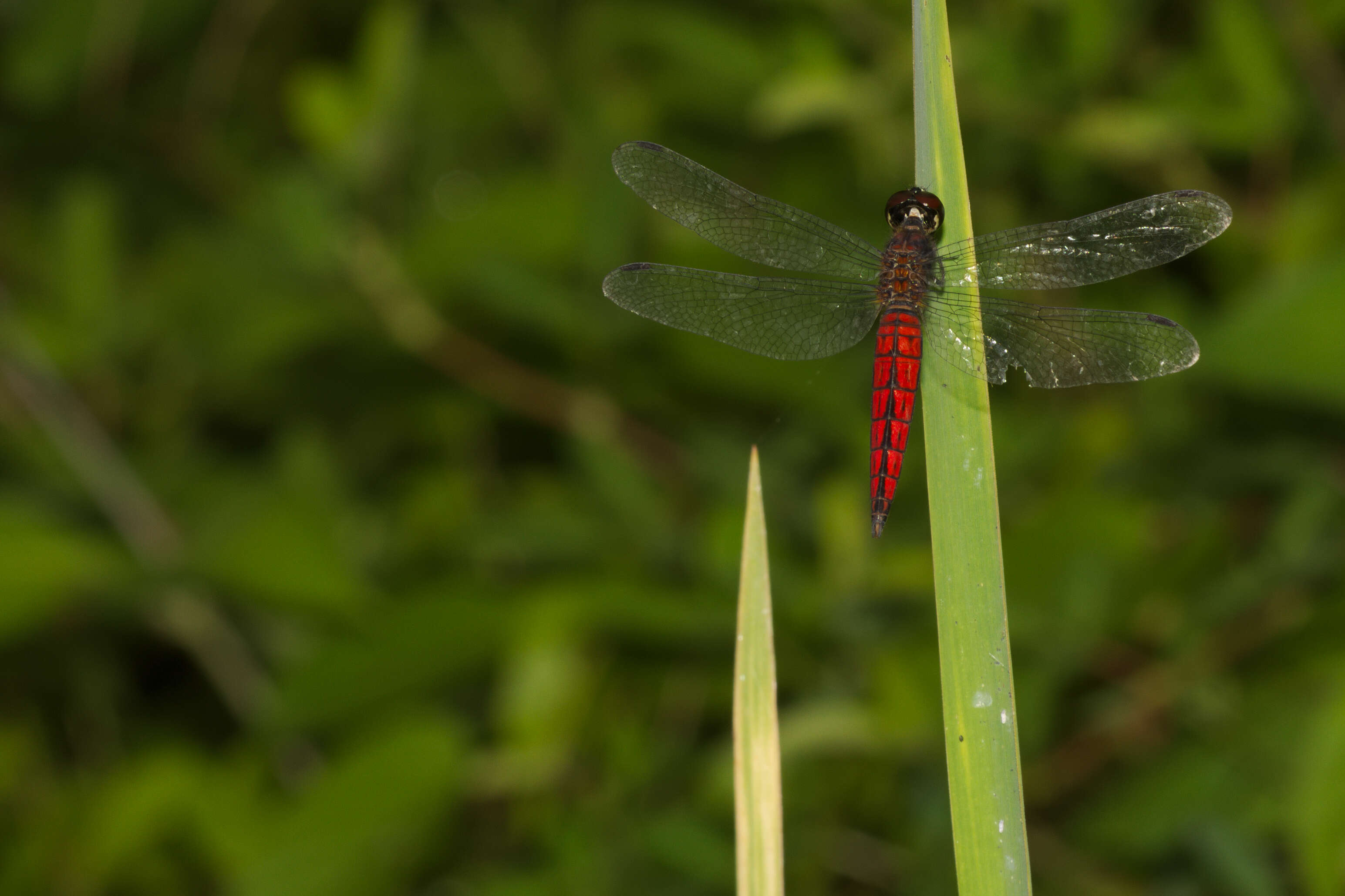 Image of little bloodtail