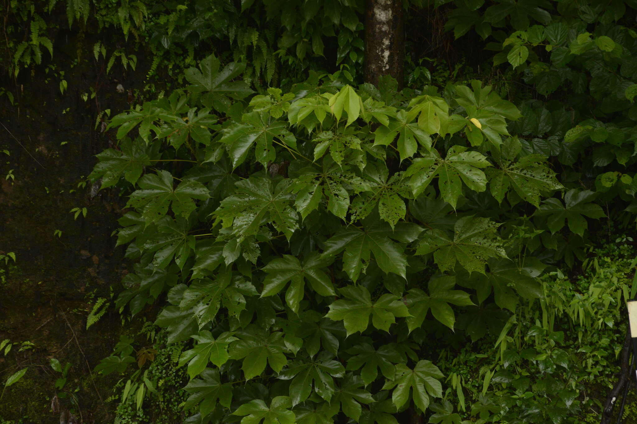 Imagem de Sterculia villosa Roxb.