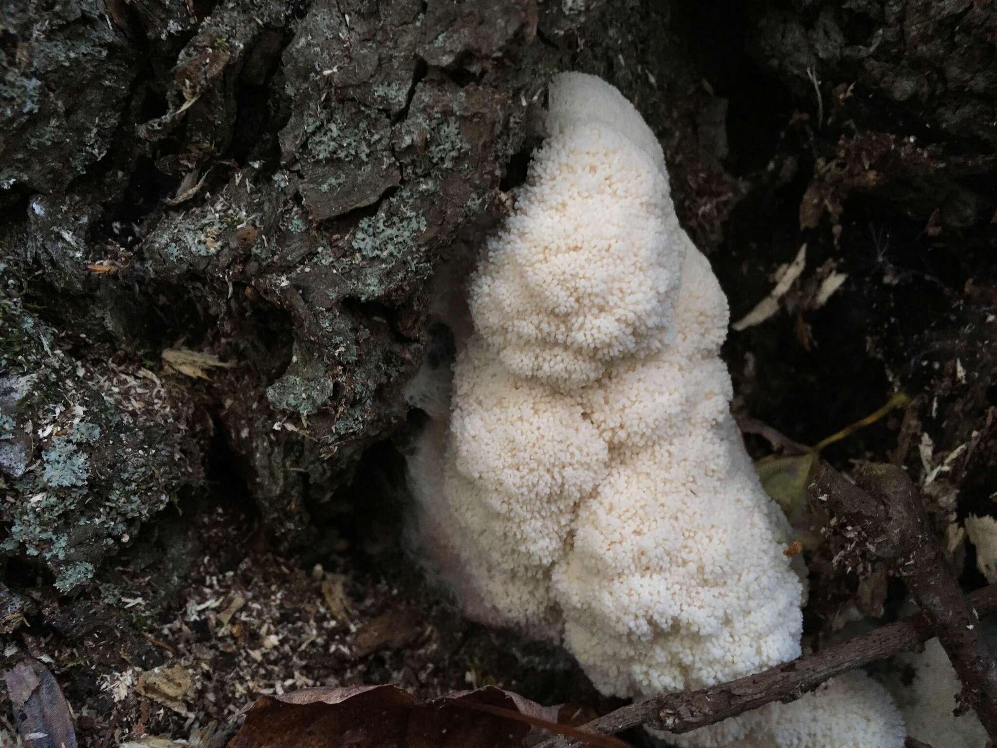 Image of Brefeldia