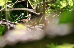 Image of Sooty-fronted Spinetail