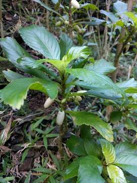 Image of largeflower cyrtandra