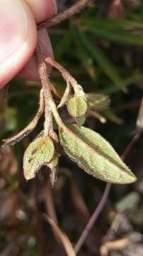 Imagem de Rhododendron rubropilosum Hayata