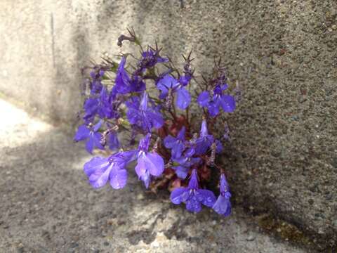 Image of edging lobelia