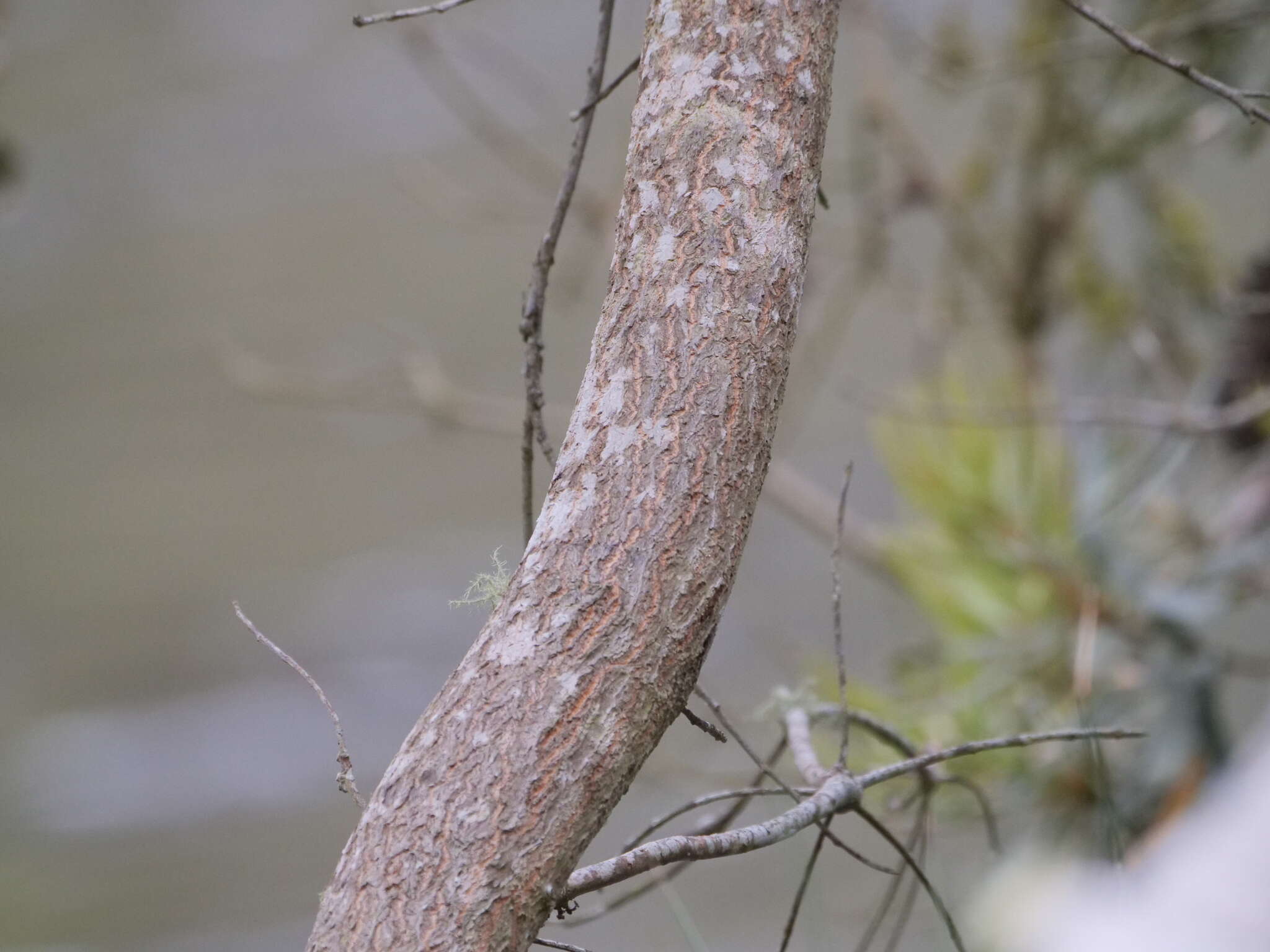 Image of Banksia seminuda (A. S. George) B. L. Rye