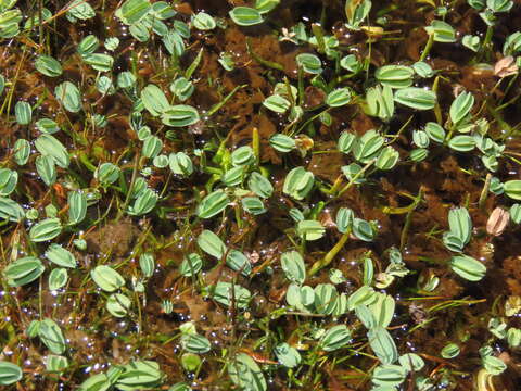 Image of Lachemilla diplophylla (Diels) Rothm.