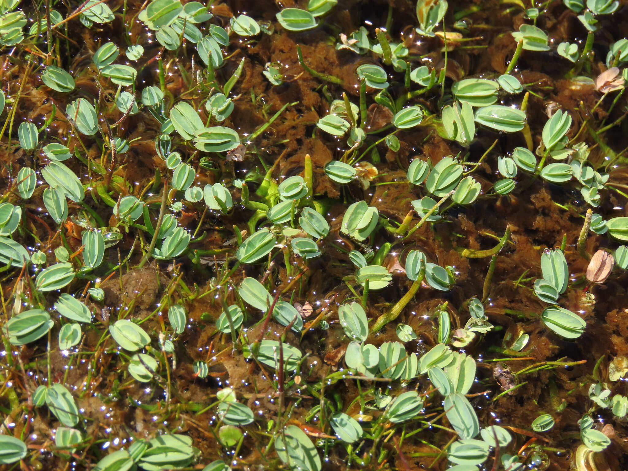 Image de Lachemilla diplophylla (Diels) Rothm.