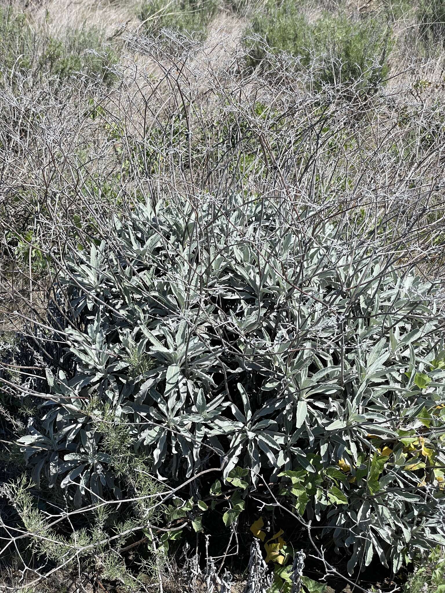 Imagem de Eriogonum giganteum var. formosum K. Brandegee