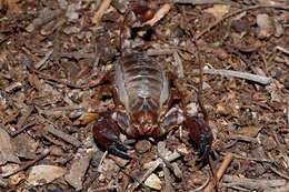 Image of Black Rock Scorpion