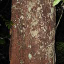 Image of Planchonella wakere (Pancher & Sebert) Pierre