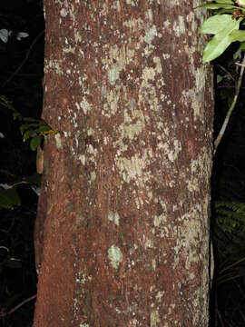 Image of Planchonella wakere (Pancher & Sebert) Pierre