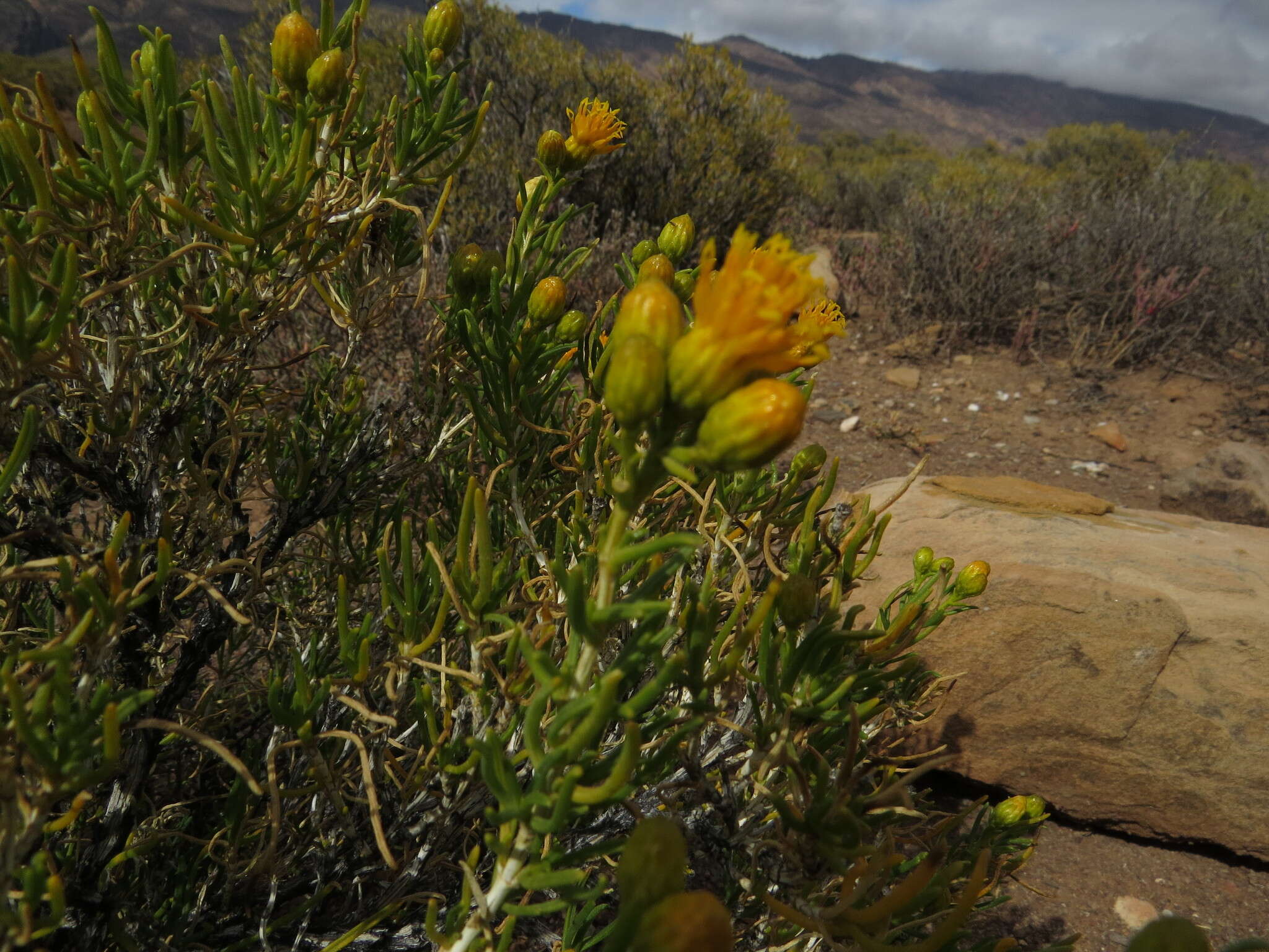 Image of Pteronia pallens L. fil.