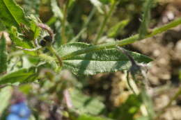 Lycopsis arvensis subsp. orientalis (L.) Kuzn. resmi