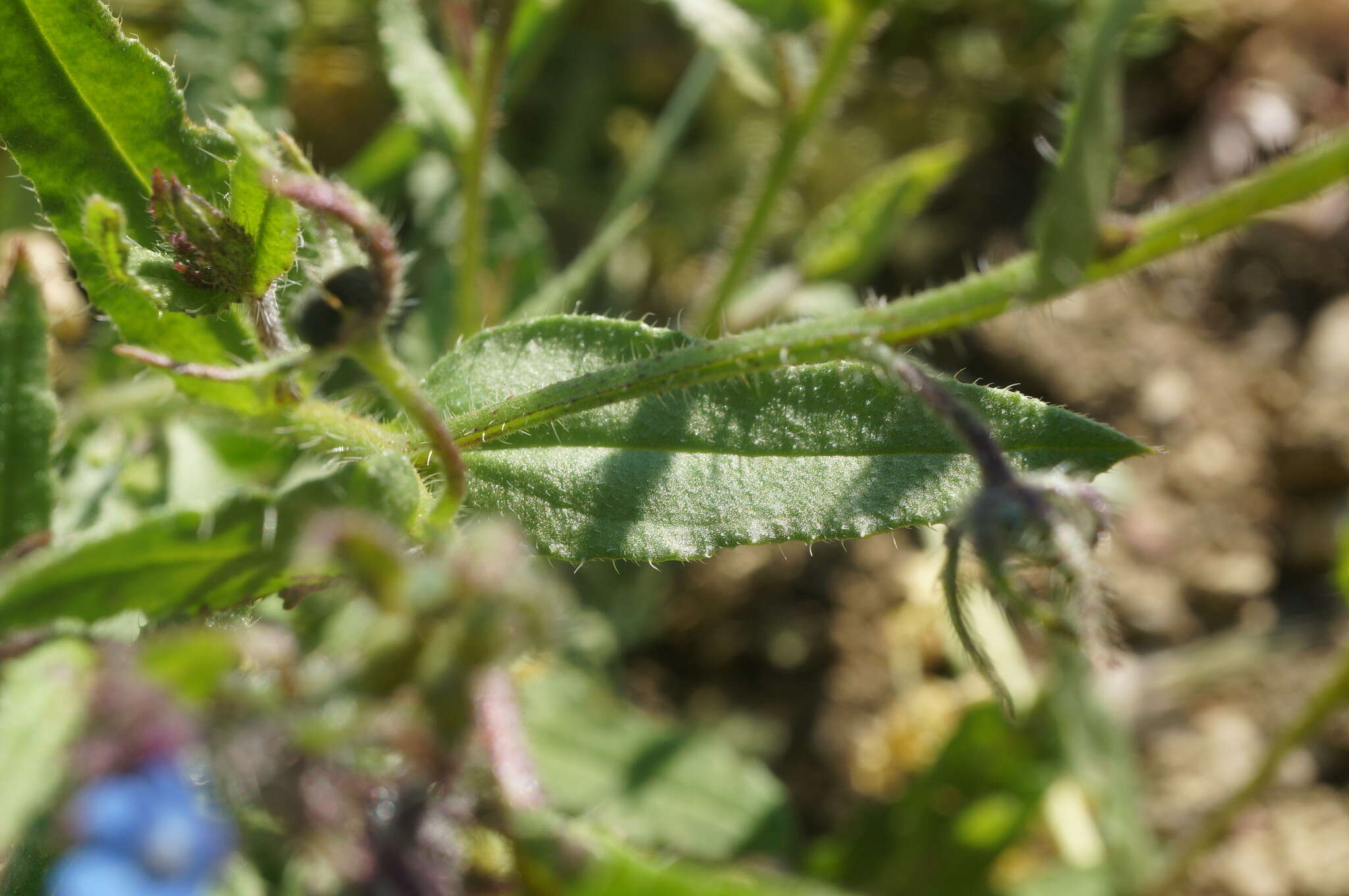 Image of Lycopsis arvensis subsp. orientalis (L.) Kuzn.