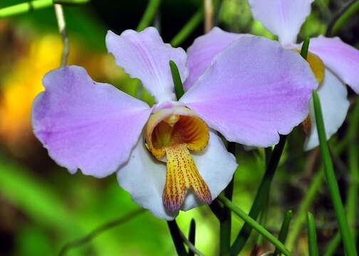 Image de Papilionanthe teres (Roxb.) Schltr.