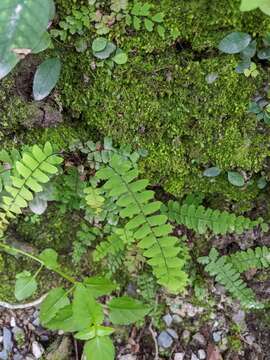 Image of Adiantum edgeworthii Hook.