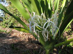 Image of Mangrove lily