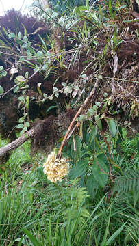 Image of Maxillaria embreei Dodson