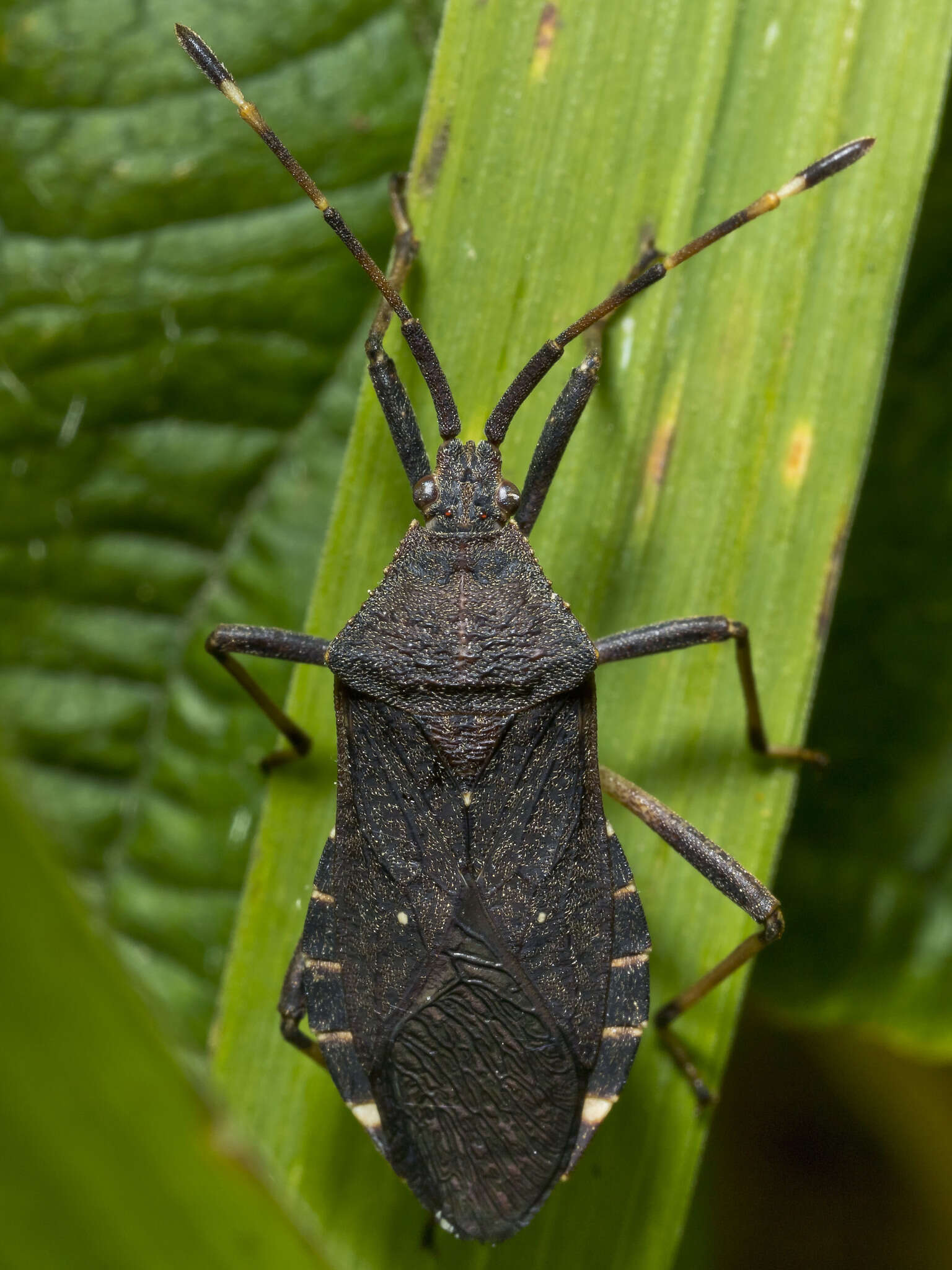 Gelonus tasmanicus (Le Guillou 1841)的圖片