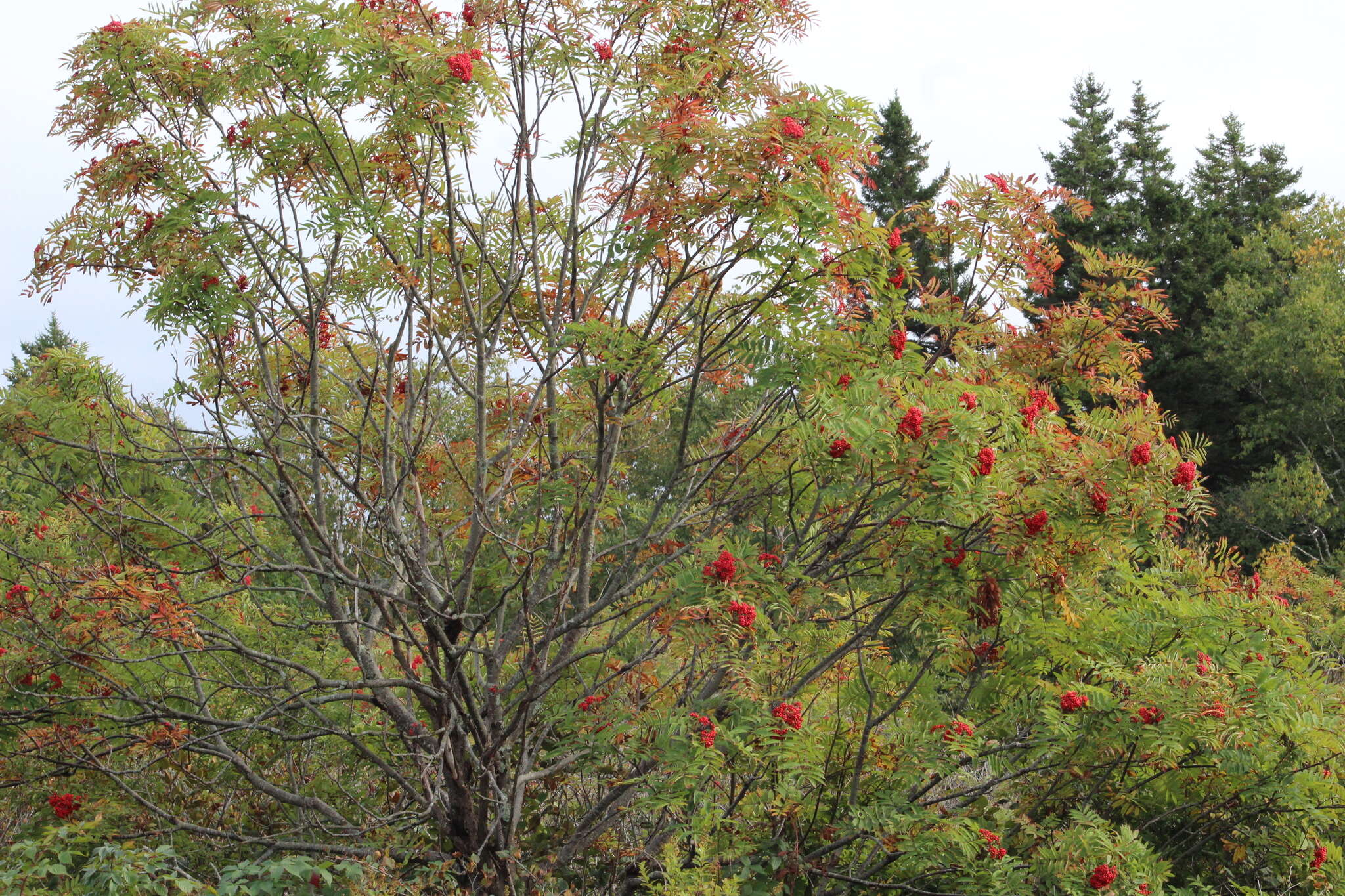 Image of American mountain ash