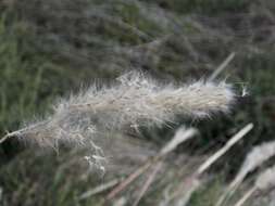 صورة Bothriochloa torreyana (Steud.) Scrivanti & Anton