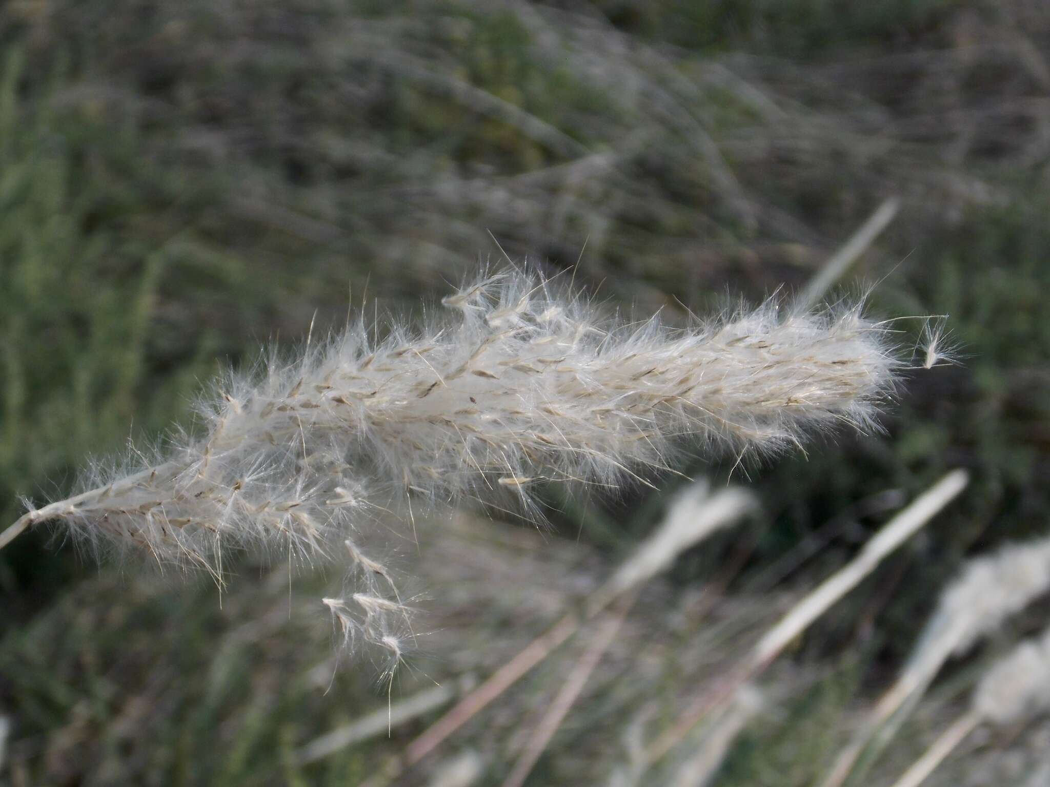 Imagem de Bothriochloa torreyana (Steud.) Scrivanti & Anton