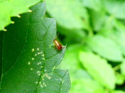 Image of Phyllodromica (Phyllodromica) maculata (Schreber 1781)