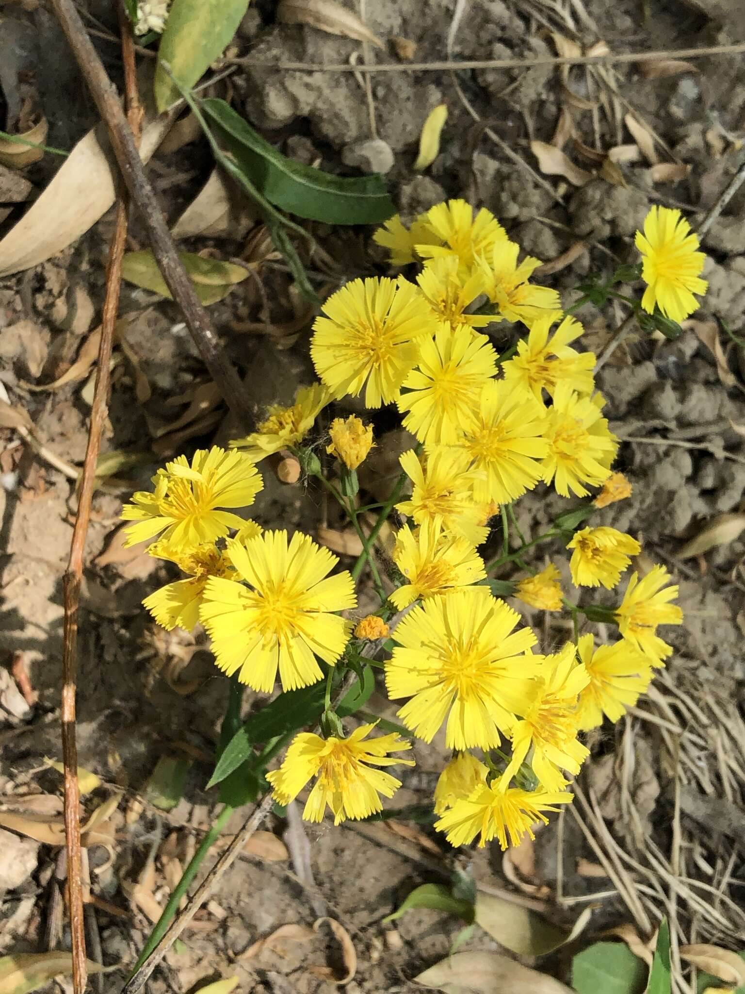 Image of Crepidiastrum sonchifolium (Maxim.) J. H. Pak & Kawano