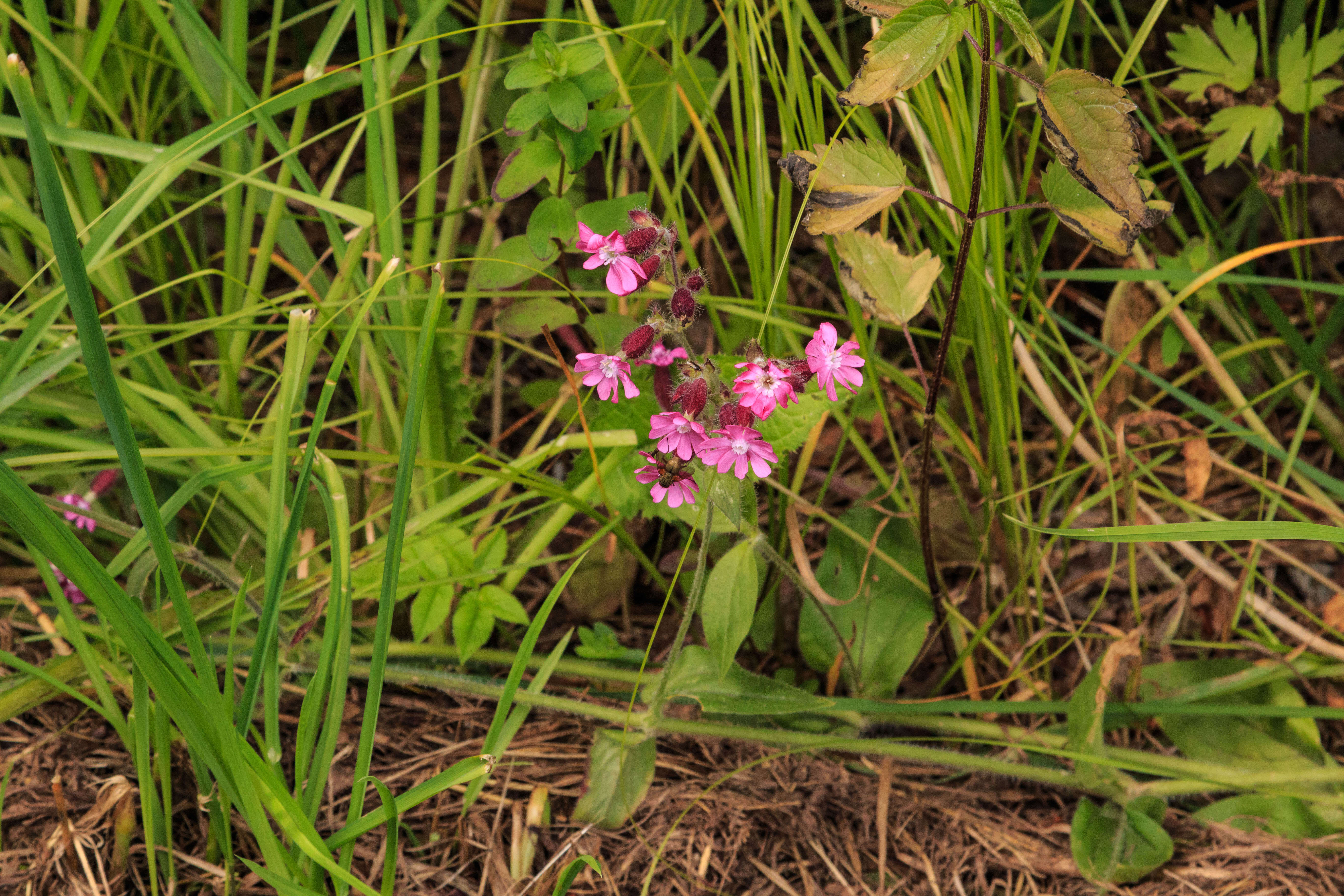 صورة Silene dioica (L.) Clairv.