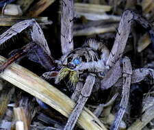 Image of Tarantula wolf spider