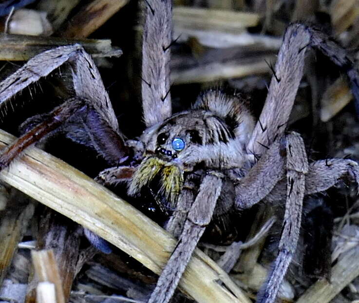 Imagem de Lycosa tarantula (Linnaeus 1758)