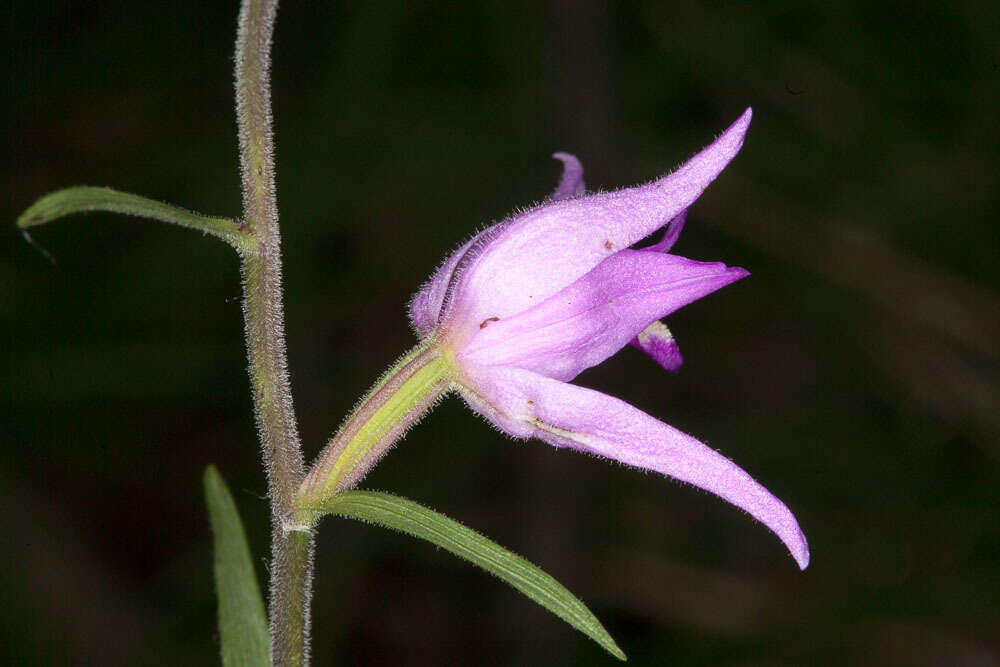 Image of red helleborine