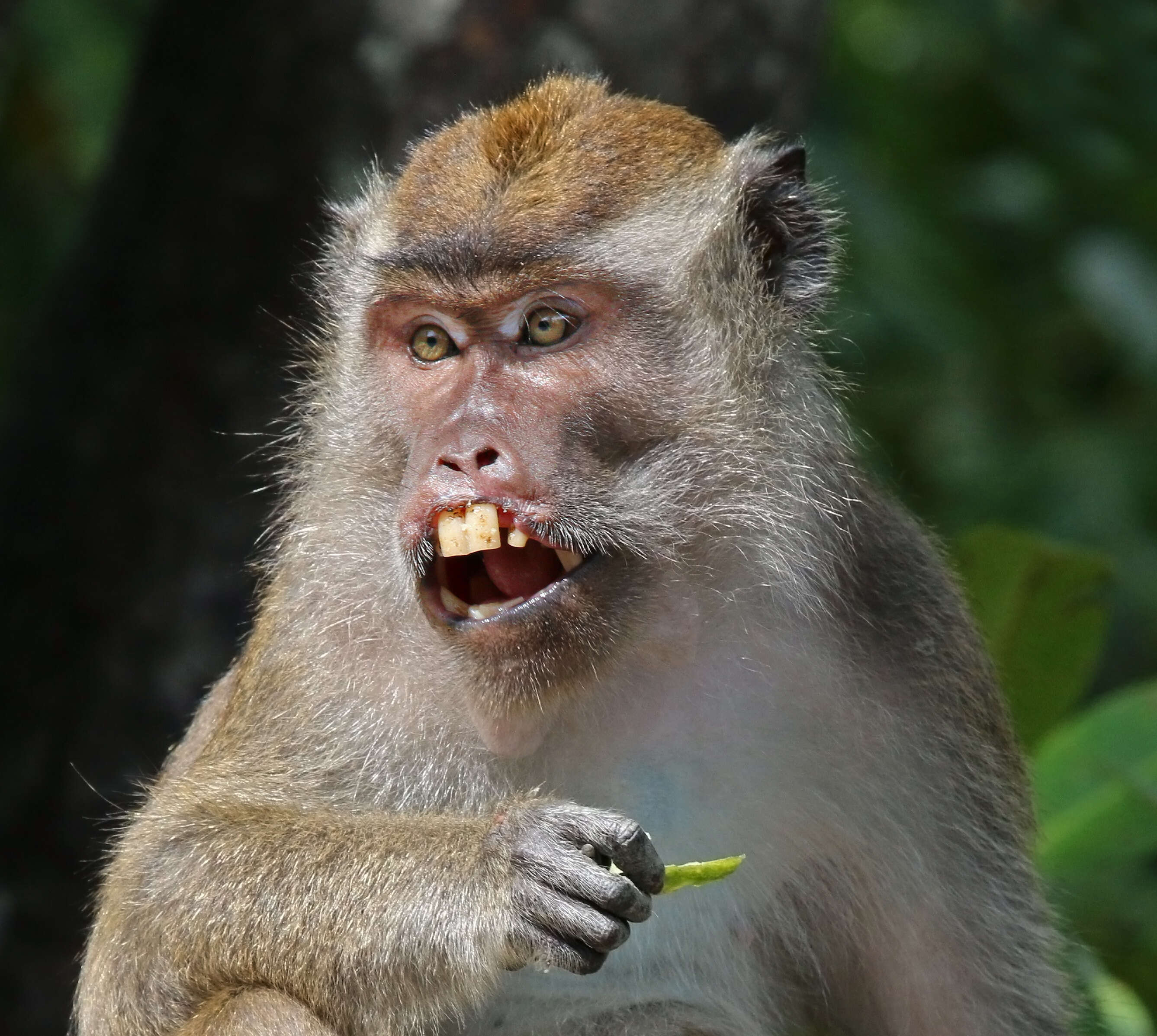 Image of Long-tailed Macaque