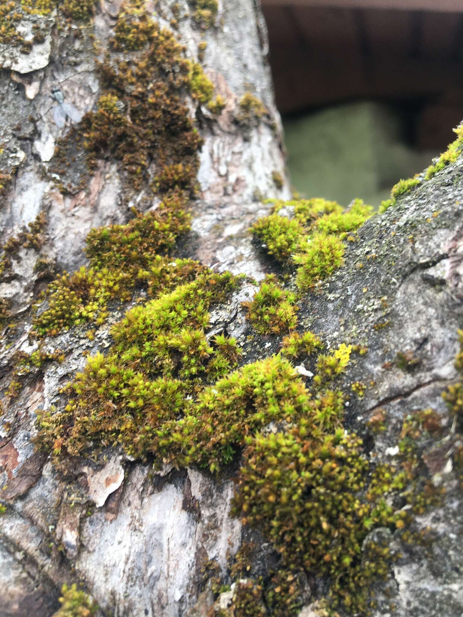 Image of orthotrichum moss