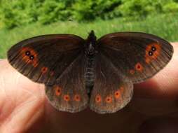 Image of woodland ringlet