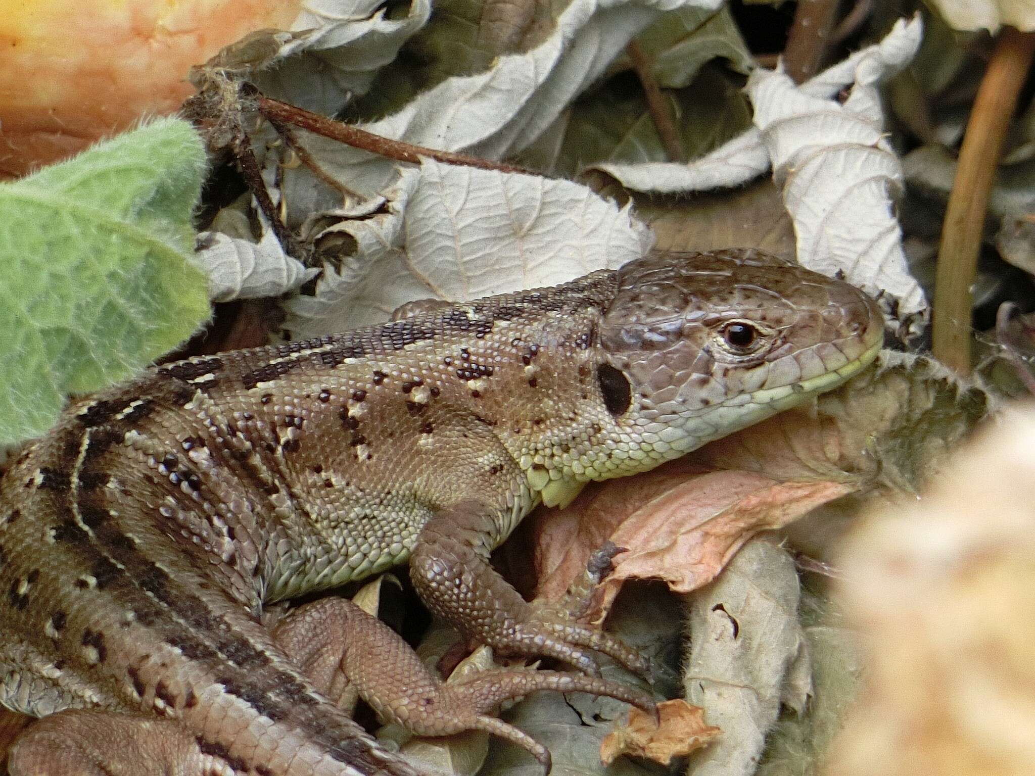 Image of Sand Lizard