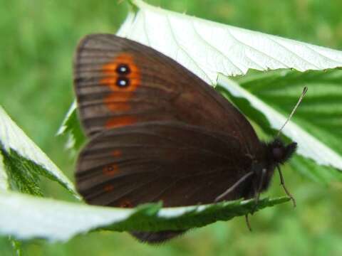 Image of woodland ringlet