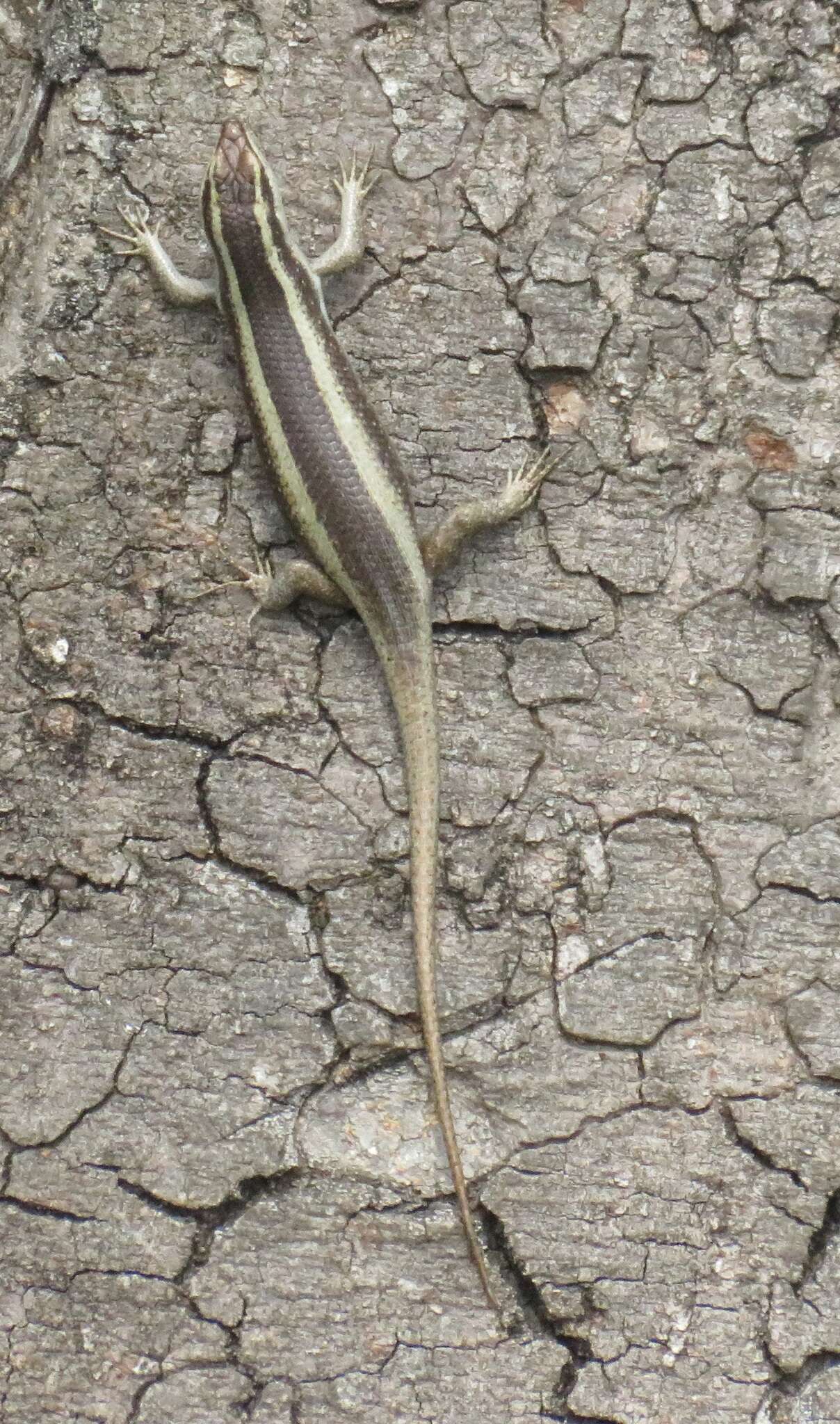 Image of Trachylepis striata (Peters 1844)