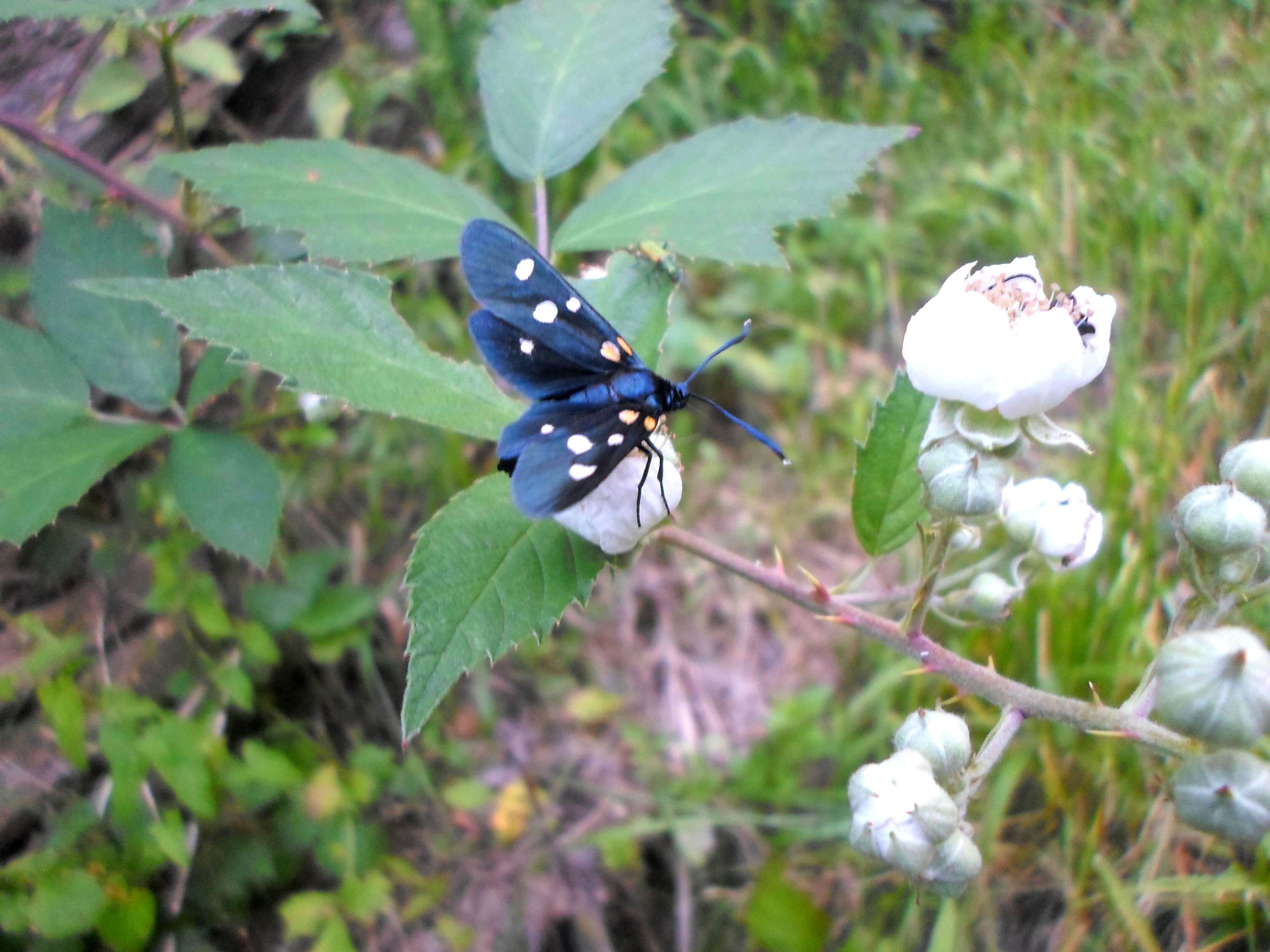 Image of Zygaena ephialtes Linnaeus 1767