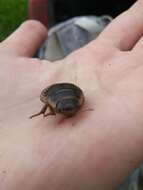 Image of Boreal water beetle