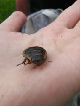 Image of Boreal water beetle