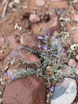 Sivun Lathyrus zionis C. L. Hitchc. kuva