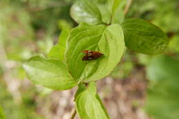 Olethreutes arcuella Clerck 1759 resmi