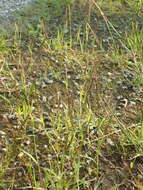 Image of Indian lovegrass