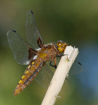 Image of Broad-bodied chaser