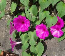 Ipomoea carnea subsp. carnea resmi