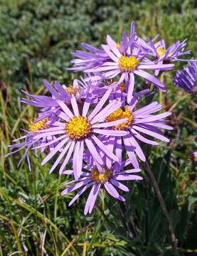 Image of Aster amellus subsp. ibericus (M. Bieb.) V. Avet.