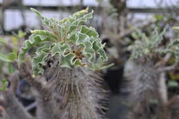 Image of Pachypodium namaquanum (Wyley ex Harv.) Welw.