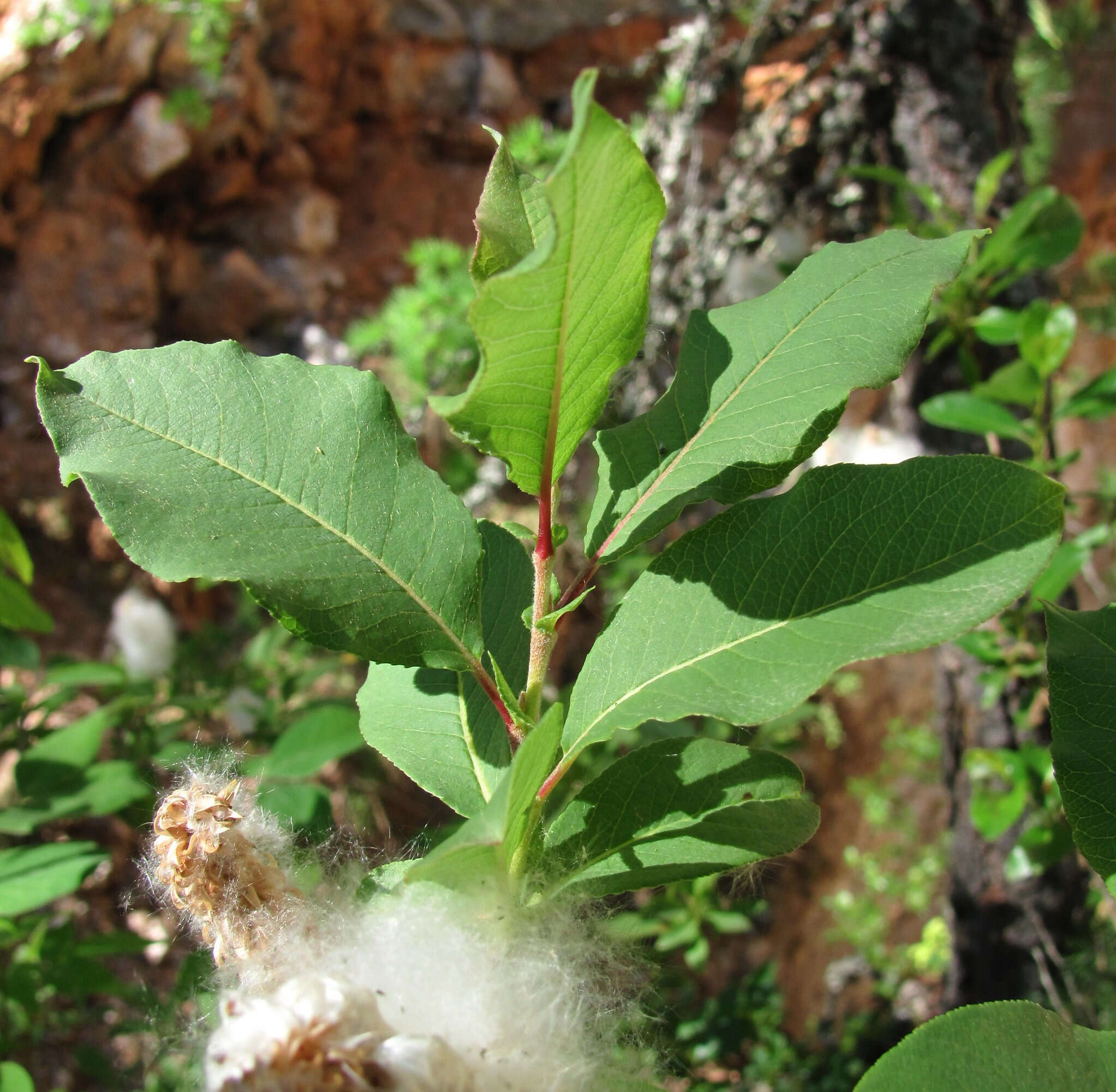 Image of halberd willow