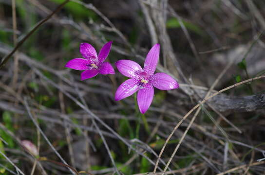 Image de Caladenia emarginata (Lindl.) Rchb. fil.