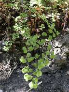 Image of Adiantum chilense Kaulf.